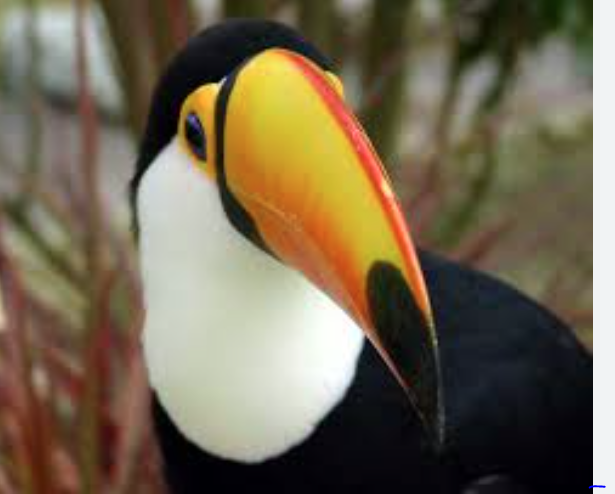 brazils animals